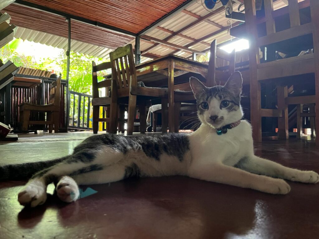 Local cat lounging in the garden café at Café Rico in Puerto Viejo, Costa Rica—celebrating International Cat Day in a peaceful, pet-friendly jungle setting.