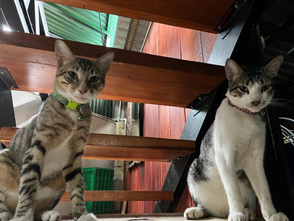 Local cats lounging in the garden café at Café Rico in Puerto Viejo, Costa Rica—celebrating International Cat Day in a peaceful, pet-friendly jungle setting.