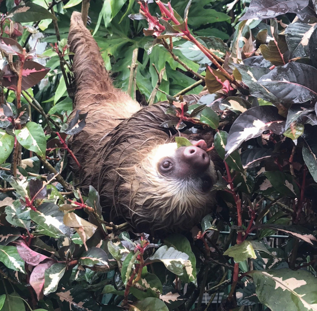 Wild sloth relaxing in a tree at Café Rico, a jungle café in Puerto Viejo, Costa Rica, known for its lush garden setting and abundant local wildlife.